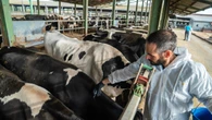 Los diez focos de dermatosis nodualar obligan a vacunar a 130.000 vacas