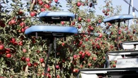 Un robot recolector de manzanas con drones para sustituir la cosecha manual