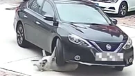 Un coche atropella a un perro, pero este no ha sufrido ni un rasguño gracias a su obesidad