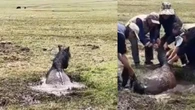 Agónico rescate de un caballo a punto de morir atrapado en un pantanal de barro helado