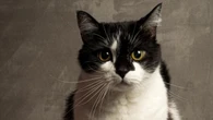 Batalla legal por la custodia de un gato: una amiga que debía cuidarlo unos días ahora no lo quiere devolver y ha tenido que intervenir un juez