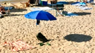 ¿Qué no te puede faltar en la playa?