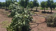 Agricultores valencianos cifran pérdidas de hasta 29 millones por el pedrisco del sábado