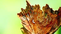 Parece una hoja seca pero, ¿sabes qué es?