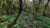 Espectáculo de bosques húmedos