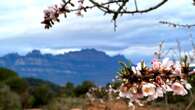 El mirador de los almendros de Montserrat