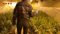 Nueve detenidos y 12 kilos de marihuana intervenidos en una nave de La Roca del Vallès
