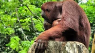 Los orangutanes saben reír y llorar