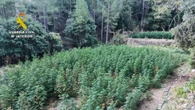 Dos detenidos al desmantelar una plantación de marihuana con 1.700 plantas en Valderrobles