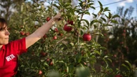 China plantará 300 hectáreas de la manzana catalana Tutti, adaptada a climas cálidos