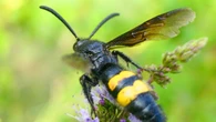 La gigantesca avispa mamut