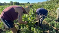 La sequía da un respiro a la DO Empordà que prevé una producción de 60.000 hectolitros