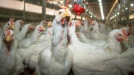 ¿Qué países restringen las importaciones de pollo brasileño por la gripe aviar?