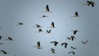 La gran migración de las cigüeñas