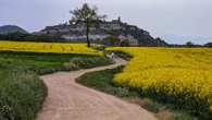 Los paseos de la colza en Osona