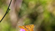 FotoDocs: La primavera en la Garrotxa