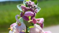 Llega el tiempo del dulce perfume de la madreselva silvestre
