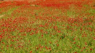 Alfombras naturales de primavera