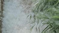 Primavera de alergias