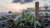 ZIMNI OGRODNICY 2026 Zimna Zośka i ogrodnicy uderzą w Polskę? Prognoza na 12-15 maja