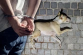 Co za zwyrodnialstwo! Po pijaku katowali psa, w końcu wyrzucili go przez okno. Sąd bezlitosny dla Łukasza i Magdy