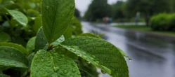 Weekend w Opolu z deszczową przerwą. Po chłodniejszej sobocie wróci ciepło