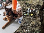 dramat rodziny Zabrali dzieciom psa. Urzędnicy przyznali później: nie było podstaw! Oliwka i Emilka pytają, kiedy wróci