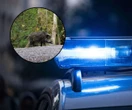 Zwierzęta Prozwierzęcy aktywiści chcieli go ratować. Zabicie dzika Henia wywołało burzę