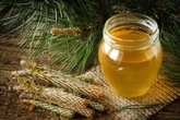 Zrób syrop z pędów sosny, który pokona kaszel i ochroni Cię przez 2 lata