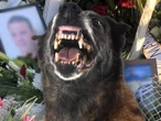 Tragedia Psy zagryzły kierowcę ciężarówki na śmierć! Właścicielowi grozi dożywocie