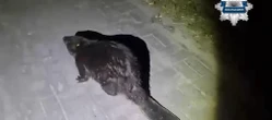 Jest wideo! Bóbr szedł środkiem drogi! Policjanci ruszyli do akcji