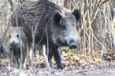 Strażacy na miejscu Atak dzików na kobietę pod Krakowem! Uciekła na drzewo i wezwała pomoc