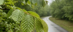 Ciepła sobota i deszczowa niedziela w Olsztynie. Pogoda zmieni się pod koniec weekendu