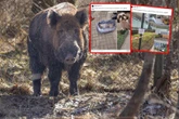 mieszkańcy w strachu Dzik rozszarpał psa pod Warszawą, na Białołęce "dzika" porodówka. Locha urodziła pod balkonem?!