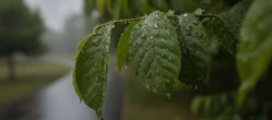 W Białymstoku weekend pod znakiem deszczu. Temperatura w dzień będzie stabilna