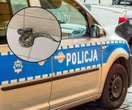 Akt oskarżenia Szok w krakowskim bloku. W piwnicy trzymano 148 pytonów królewskich