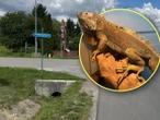 Nietypowy uciekinier Gdy go zobaczył, złapał za telefon i zaalarmował służby. Po szosie spacerował okazały gad!