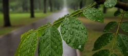 Aura w Bydgoszczy pokaże dwa oblicza. Jeden dzień będzie kluczowy dla weekendowych planów