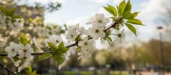 POGODA NA MAJÓWKĘ Pogoda na weekend majówkowy w Olsztynie. Co nas czeka? Ile będzie stopni?