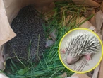 szok! Nietypowa interwencja w Gdańsku! Przyjechali do uwięzionego jeża. Zakończyło się tym, że odbierali poród [ZDJĘCIA]