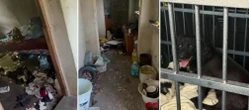 Dolnośląskie Psy żyły w dramatycznych warunkach. Szczeniaki ukryto za kanapą