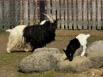 wiadomości Mała kózka „oreo” z ZOO w Wojciechowie podbija serca