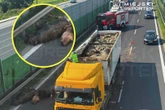 szok Truchła martwych zwierząt rozsypały się na trasie S7. Ogromne utrudnienia dla kierowców