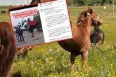 Afera w Pajęcznie Szarpał konia za ogon, karma wróciła od razu. Nowe ustalenia!