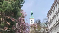 Wiosenna atrakcja Wiosenny spektakl na Śląsku. Dziesiątki magnolii właśnie zaczęły kwitnąć
