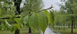 Pogoda w Kielcach na weekend. Po suchym piątku nadejdą dwa dni z opadami deszczu