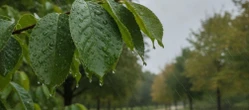 Jeden dzień w Toruniu da wytchnienie od deszczu. Prognoza na weekend nie jest oczywista