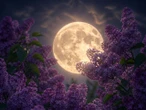 Zjawisko astrologiczne Kwiatowa pełnia uderzy z ogromną siłą 1 maja. Te znaki zodiaku muszą uważać na duże zmiany