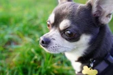 Atak psa Agresywny pies wbiegł na podwórko i zagryzł chihuahuę