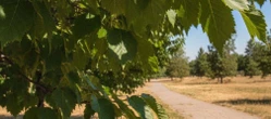 Upał w Opolu dopiero się rozkręca. Weekend zakończy się skokiem temperatury